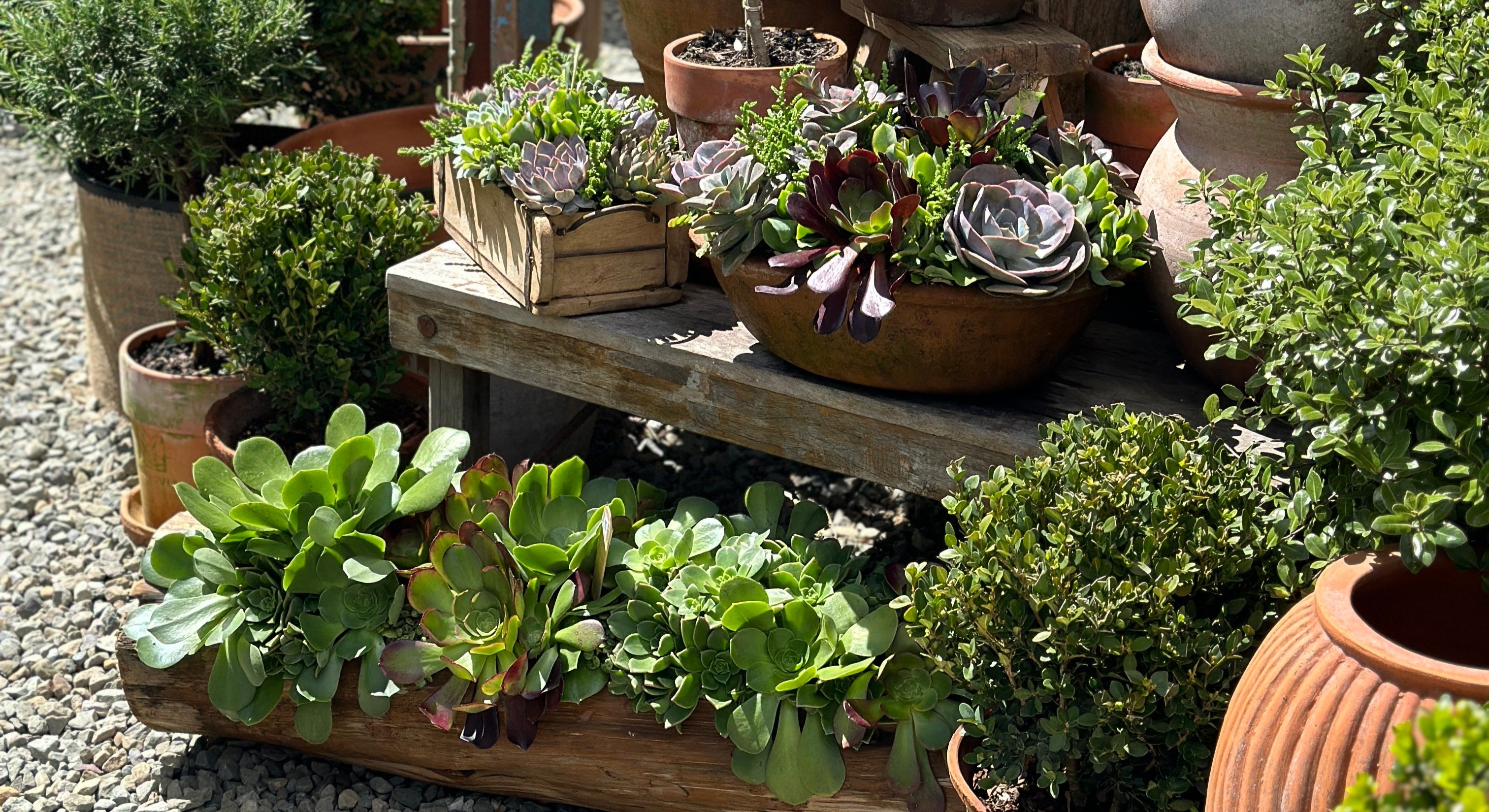 Collection of potted plants and gardening supplies on a wooden table outdoors.