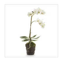 Load image into Gallery viewer, 17&quot; phalaenopsis orchid