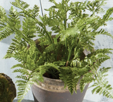 Load image into Gallery viewer, faux soft fern drop in