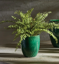 Load image into Gallery viewer, boston fern 16 inch