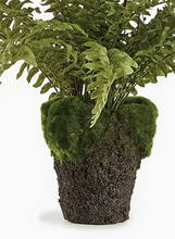 Load image into Gallery viewer, boston fern 16 inch