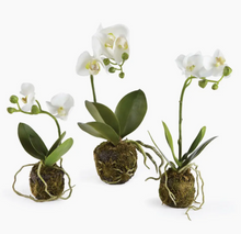 Load image into Gallery viewer, faux mini phalaenopsis  drop in