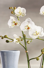 Load image into Gallery viewer, 23&quot; double branchy phalaenopsis orchid