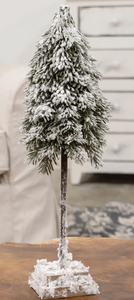 weeping pine tree snowy