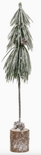 Load image into Gallery viewer, long needle pine tree