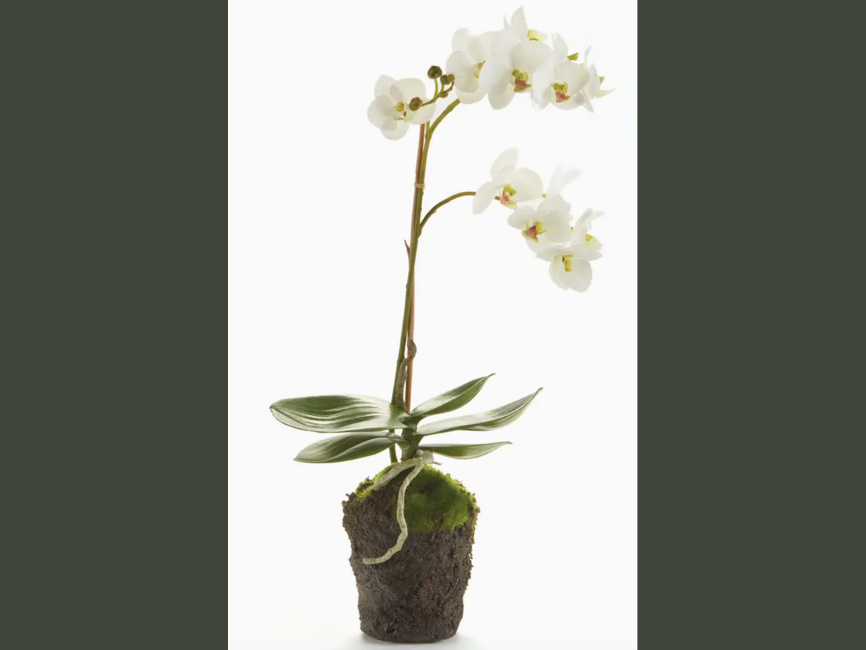 17" faux phalaenopsis orchid