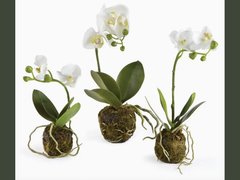 faux mini phalaenopsis orchid