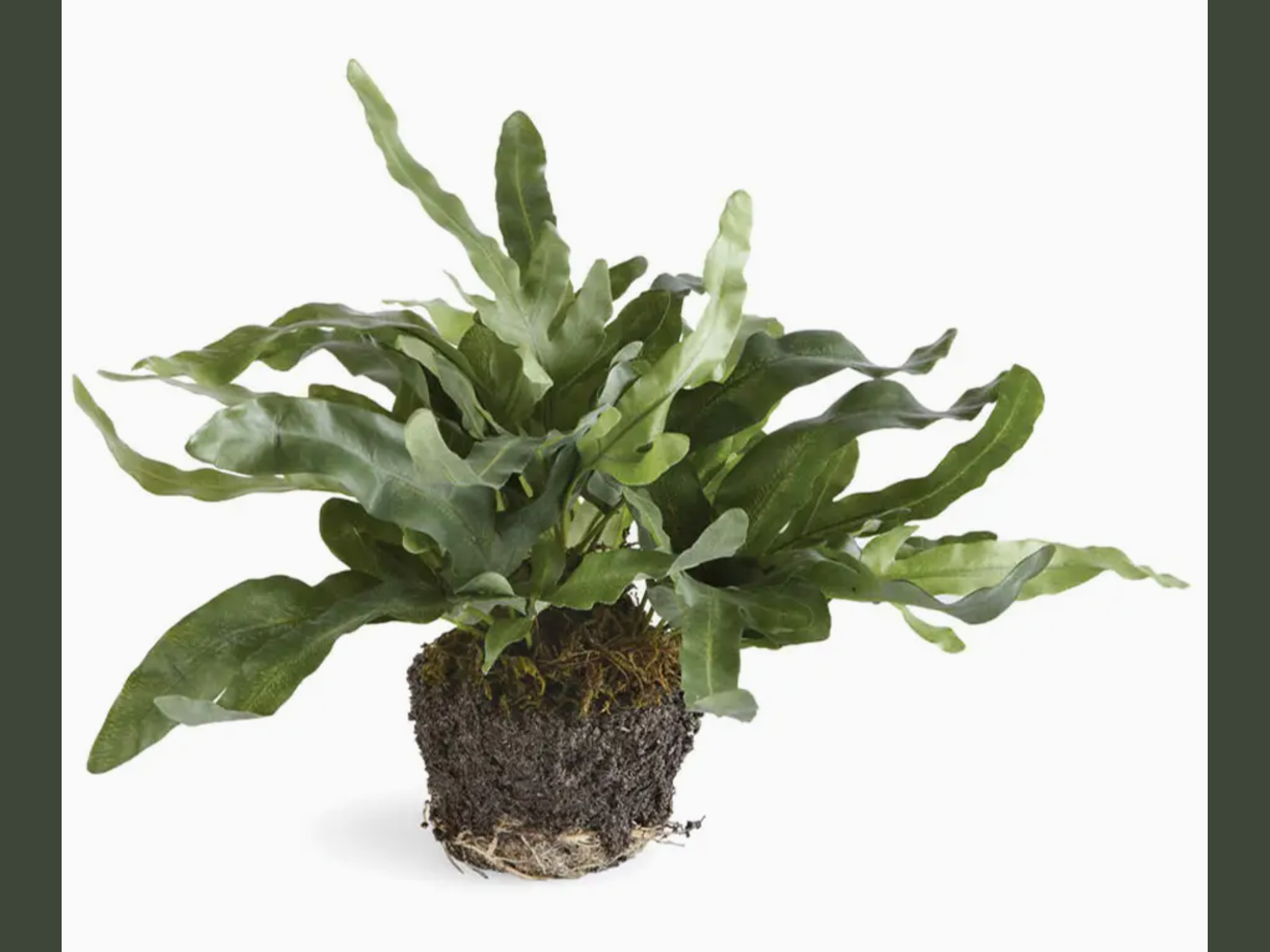 faux echeveria fern drop-in