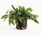 faux echeveria fern drop-in
