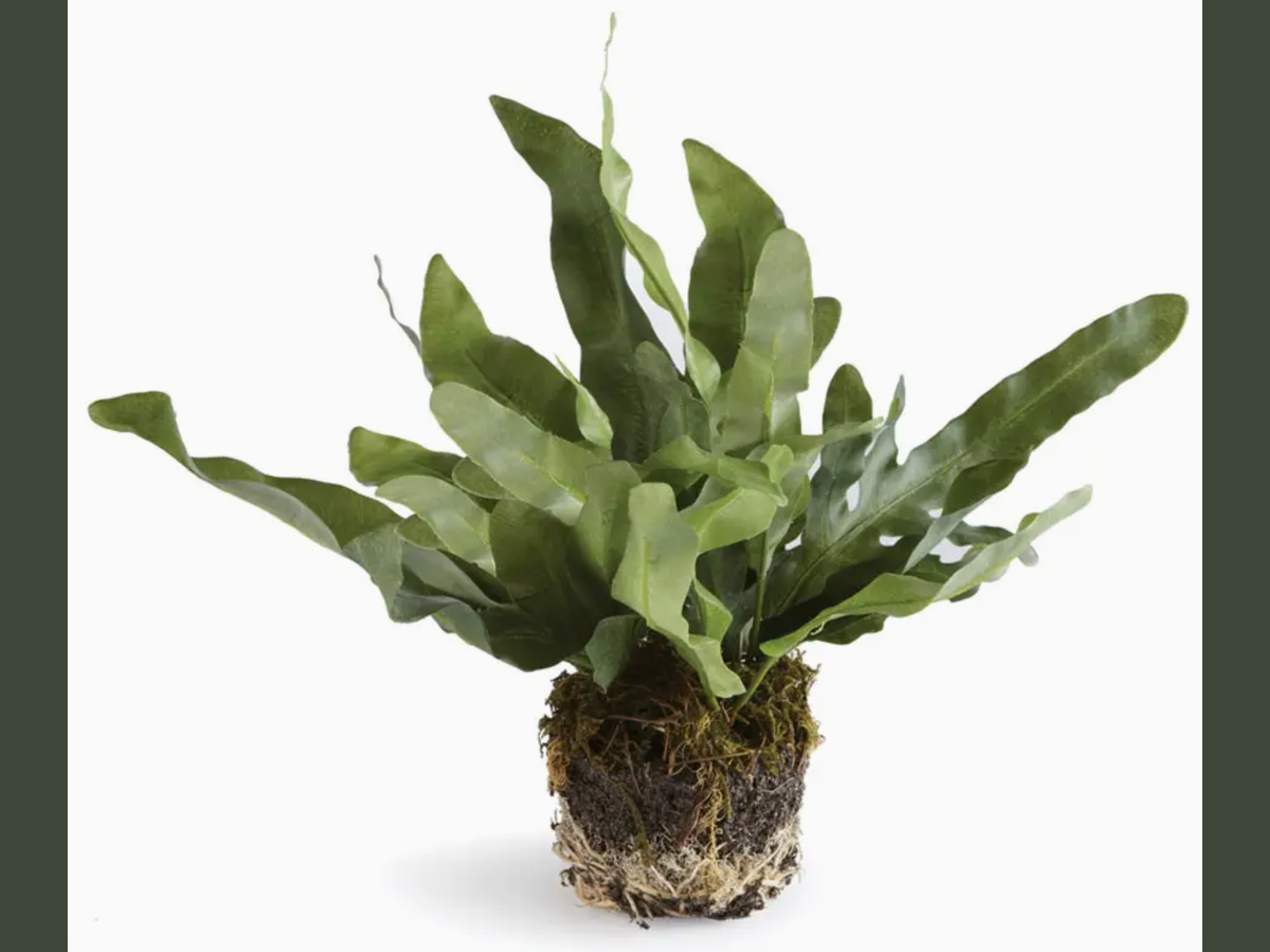 faux echeveria fern drop-in