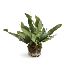 Load image into Gallery viewer, faux echeveria fern drop-in