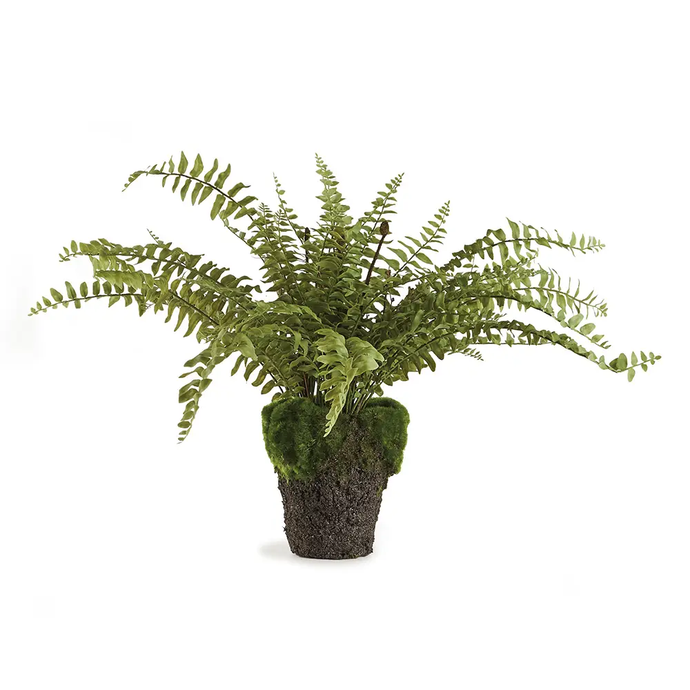 boston fern 16 inch