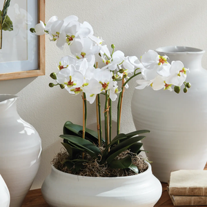 20" phalaenopsis orchid bowl