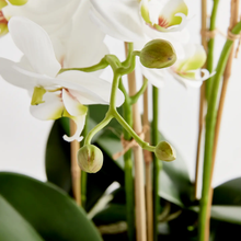 Load image into Gallery viewer, 20&quot; phalaenopsis orchid bowl