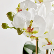 Load image into Gallery viewer, 20&quot; phalaenopsis orchid bowl