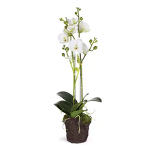 Load image into Gallery viewer, 23&quot; double branchy phalaenopsis orchid