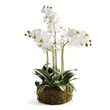 Load image into Gallery viewer, 20&quot; phalaenopsis orchid bowl