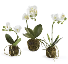 Load image into Gallery viewer, faux mini phalaenopsis  drop in