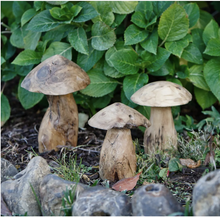 Load image into Gallery viewer, teak tree root mushroom