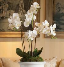 Load image into Gallery viewer, 30&quot; four stem phalaenopsis orchid
