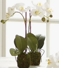 Load image into Gallery viewer, 15&quot; phalaenopsis orchid plant