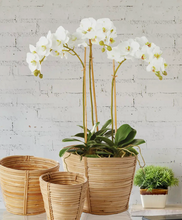 Load image into Gallery viewer, 16&quot; triple phalaenopsis orchid