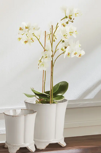 20"branchy phalaenopsis orchid