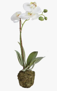 15" phalaenopsis orchid plant