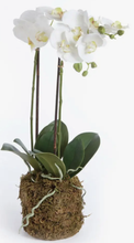 Load image into Gallery viewer, 23&quot; double phalaenopis orchid