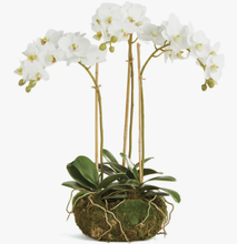 Load image into Gallery viewer, 16&quot; triple phalaenopsis orchid
