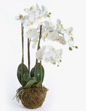 Load image into Gallery viewer, 30&quot; four stem phalaenopsis orchid