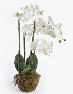 30" four stem phalaenopsis orchid